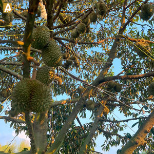 Durian frais Monthong entier de qualité supérieure de Thaïlande-Grade A ++ Natural Organic 2-3 semaines Durée de conservation - Product Image 2