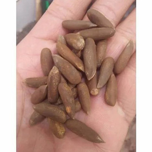 Prix de gros des noyaux de pignons de pin et des pignons de pin secs biologiques en coque - Product Image 1