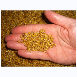 Cebada 100% Orgánica al por Mayor para Malteado, Grano de Cebada Listo para Exportación / Excelente Cebada a Granel en Venta - Product Image 6