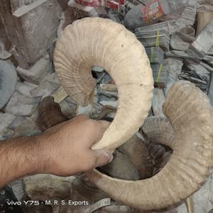 100% Cuernos de oveja de alta calidad Cuernos de shofar Acabado natural a precios baratos por la empresa de fabricación india M R S EXPORTS - Product Image 1