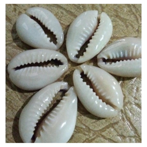 เปลือกหอยเบี้ยจำนวนมากสำหรับงานฝีมือและการตกแต่ง พร้อมแหล่งจ่ายที่มั่นคงและการกระจายสินค้าเพื่อการส่งออก - Product Image 1