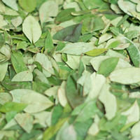 Feuilles de Séné à Haute Teneur en Sennosides, Triées Sans Tiges, Sans Poussière, Pour Mélange de Thé Laxatif, Norme d'Exportation Mondiale pour Usines