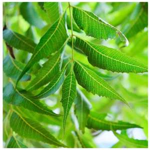 Feuilles de neem fraîches de qualité supérieure Produit agricole - Product Image 1