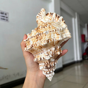 โรงงานเวียดนามจำหน่ายเปลือกหอยทริปเปิลทรัมเป็ตขนาดใหญ่สำหรับงานตกแต่ง  ผู้จัดจำหน่ายส่งออกจำนวนมาก - Product Image 1