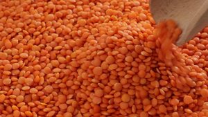 Lentilles rouges indiennes fraîches, nouvelle récolte, qualité supérieure, légumineuses pour les fabricants alimentaires internationaux, vente en gros et exportation en vrac - Product Image 6