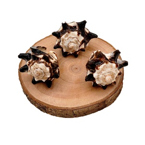 Gioielli alla Moda, Anelli in Vera Conchiglia Marina Naturale, Anello Unico a Forma di Conchiglia per Donne da Bali, Indonesia - Product Image 3