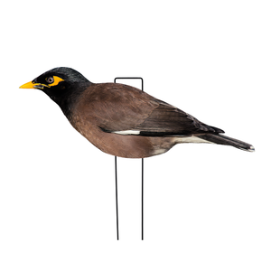Vente en gros de leurres personnalisés anti-reflet en PP, en forme de silhouette réaliste, imperméables, pour la chasse au myna <span class=keywords><strong>indien</strong></span>, avec support vertical en bois - Product Image 3