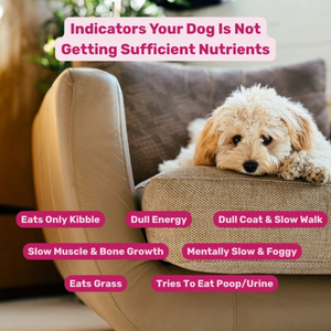Complément alimentaire premium biologique pour chiens, multivitamines à croquer 11-en-1 pour le bien-être quotidien, soutien immunitaire, cutané, digestif et articulaire, OEM ODM - Product Image 4