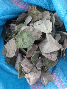 Hojas Secas de Bai Ya Nang en Empaque Personalizado de 100g, 200g, 500g, Envasadas al Vacío para Sopas y Bebidas de Gelatina de Hierba Verde - Product Image 1