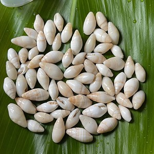 Petite coquille marine pour la création de bijoux artisanaux, coquille naturelle, prix direct d'un fournisseur vietnamien. - Product Image 2