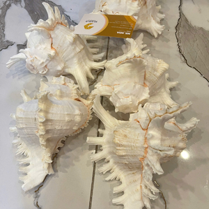 Selected Natural Mix Seashell From Vietnam For Global Accessory Importers And Designing <b>Gift</b> Packs 99 Gold Data Co - Product Image 6