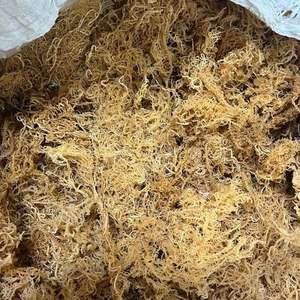 Mousse de mer séchée au soleil de qualité supérieure Eucheuma Cottonii organique OEM Fournisseur du Vietnam - Product Image 6