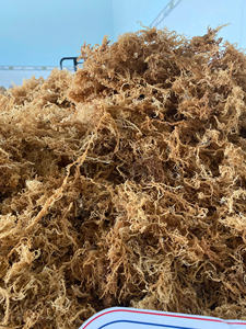 La mejor calidad-Musgo marino seco-Oro crudo, Musgo marino púrpura-100% Musgo marino irlandés de Vietnam / Lima - Product Image 6