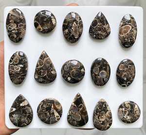 TURRITELLA Gemstone Brown Agate Cabochon Polished Agate Loose Stone Mixed Shape Agate Cabochons Coquina Shell Agate Ag - Product Image 4