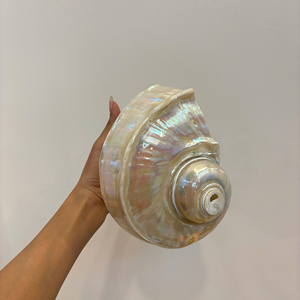 เปลือกหอยสังข์ยักษ์ขัดเงาแบบช่างฝีมือ: เปลือกหอยสังข์สีเขียวเทอร์โบมาร์มาราตัส |   เปลือกหอยมุกธรรมชาติขนาดใหญ่ สำหรับของขวัญและของตกแต่ง - Product Image 2