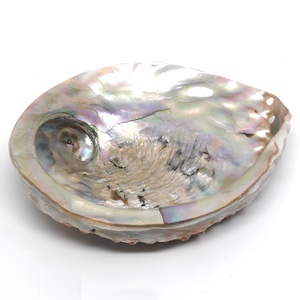 <b>Abalone</b> seashell for making jewelry factory direct price natural sea <b>shell</b> aquarium decoration - Product Image 2