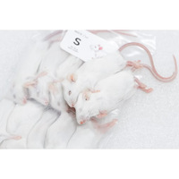 Rats congelés S 31-40g, nourriture pour reptiles de qualité supérieure, riche en protéines, durable, en vrac, sans salmonelle, bio-améliorée