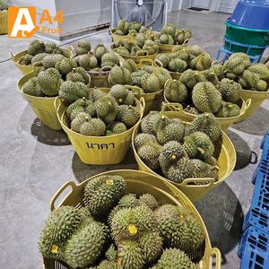 ทุเรียนสด มงตง ไทย ออร์แกนิค เกรดพรีเมียม พร้อมรับประทาน หวาน นุ่ม หอม บรรจุภัณฑ์แช่เย็น ขายส่ง 500 กรัม 14 ลูก - Product Image 5