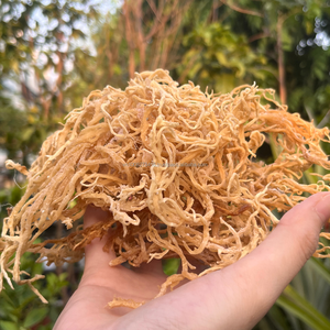 Algas Eucueuma Cottonii Secas de Vietnam para el Procesamiento de Carragenano |   Baja Impureza y Calidad Estable |   KMI - Product Image 2