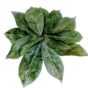 Venta al por mayor Directo de Vietnam Mejor precio Hojas secas de Guanábana Producto agrícola Premium - Product Image 1