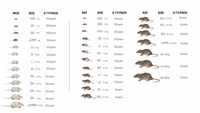 Souris congelées S 10-13g, riche en protéines, alimentation durable et écologique pour serpents, nourriture pour rongeurs, vente en gros, sans salmonelle