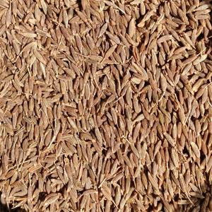 Cumin frais et naturel de qualité supérieure pour les exportateurs en gros à la recherche des meilleurs épices en vrac - Product Image 4