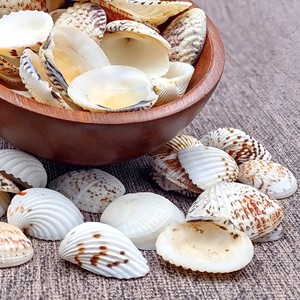 Conchas marinas para manualidades y decoración, venta caliente, conchas de almeja de sangre naturales, buen precio - Product Image 2