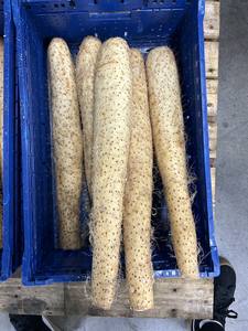 Yam de Calidad Excepcional, Sabor Rico, Textura Densa, Vegetales Frescos de Mercado - Product Image 5