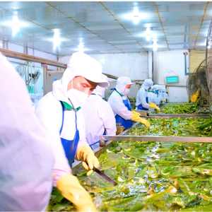 Bebida de Puré de Piña y Aloe Vera de 500 ml - Botella PET NFC, Fabricación de Marca Privada OEM/ODM, Venta al por Mayor - Product Image 3