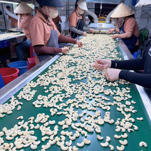 Noix de cajou, amandes de cajou SANTIGO exportées vers le Moyen-Orient, l'UE, Kaju en vrac, amandes en gros - Product Image 2