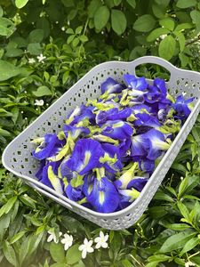 EXPAD Fleurs de pois papillon séchées naturelles, pétales bleus, thé amincissant aux herbes, 100% naturel, emballage sous vide, vente en gros, Ho Chi Minh - Product Image 1