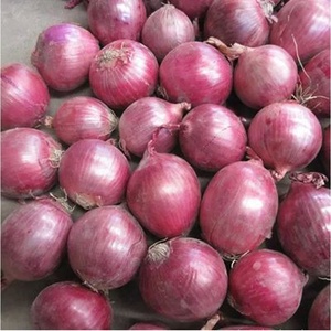 新物赤玉ねぎ・黄玉ねぎ　新鮮野菜　玉ねぎ卸売　新鮮玉ねぎ　高品質　中国産新鮮赤玉ねぎ価格 - Product Image 5