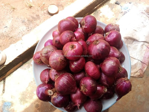 FB-1153 Graines d'<span class=keywords><strong>oignon</strong></span> rouge foncé biologique non-OGM, pollinées naturellement, bulbes frais Farmson Biotech - Product Image 2