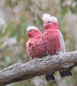 Live Galah Cockatoo Birds for <b>Aviary</b> Breeding Ornamental Bird Keeping Wholesale Supply NMF (PVT) LTD South Africa Manufacturer - Product Image 3