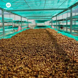 Arabica Kaffeebohnen Robusta Kaffeebohnen Hot Sale Klassischer Mokka-Geschmack Äthiopien Geröstete Kaffeebohnen Großhandel für