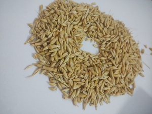 Grano de Cebada de Grado Alimenticio para Ganado y Animales Lecheros, Ingrediente de Alimento Integral, 24 Meses de Vida Útil, Seco, para Animales de Granja - Product Image 5