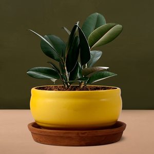 Macetas Modernas Minimalistas de Cerámica Ecológicas para Interiores/Exteriores, Macetas Gigantes para Plantas, para Uso en el Hogar, Jardín, Vivero y Suelo - Product Image 4