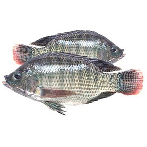 Tilapia Negra Congelada de Entrega Rápida, Tamaño 300-500g - Product Image 6
