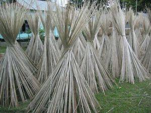 Plante de rotin de qualité supérieure pour l'artisanat et le tissage : Approvisionnement et préparation de matériaux structurés au Vietnam - Product Image 2