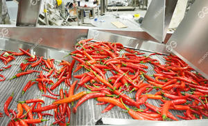 Máquina Automática para Procesar Vegetales, Cerezas, Cilantro y Chiles, Equipo de Lavado y Clasificación, Máquina de Limpieza Comercial - Product Image 4
