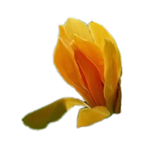 สารสกัดจาก CO2 Champaka สารสกัดจากพืชพรีเมี่ยมสำหรับการใช้งานต่างๆ - Product Image 1