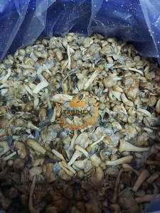 Volvariella volvacea. เห็ดฟางกระป๋องจากเวียดนาม - Product Image 4