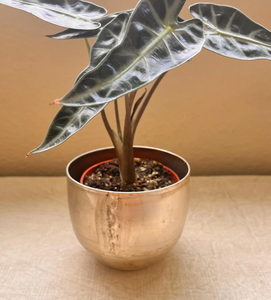 Maceta de Aluminio Cromado con Patrón en Relieve, Diseño Floral Elegante, Calidad Superior, Nueva Colección para Jardín, Ecológica - Product Image 1