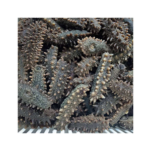 Pepino de mar seco al sol, precio de oferta, 20000 kg disponible - Product Image 2