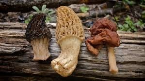 Wholesale Supplier of Morels From India - Product Image 6
