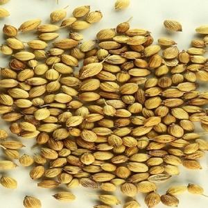 Semillas de cilantro secas y enteras de águila, calidad de águila, cilantro de águila de alta calidad, proveedor mayorista de India a precio barato - Product Image 4