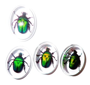 Green Rose Chafer Beetle Real Specimen Plastic Cabochon Oval 31x41 mm Clear Flat Bottom Modern for Crafts and Jewelry Making - Product Image 3