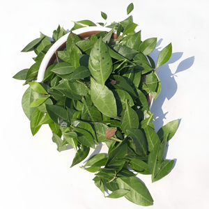 Poudre de Henné Pur du Rajasthan : Couleur Intense et Soin Capillaire – Vente en Gros pour la Revente et la Marque - Product Image 5