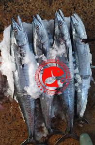 ปลาคิงฟิชแช่แข็งทั้งตัว ทำความสะอาดแล้ว คุณภาพพรีเมียม เนื้อแน่น รสชาติเข้มข้น สดใหม่จากทะเล พร้อมจำหน่ายในสต็อกจากปากีสถาน - Product Image 3