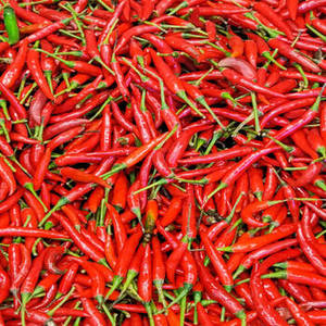 Piment rouge entier naturel d'Inde, marque FitTree International, durée de conservation de 24 mois, séché et cru pour applications alimentaires commerciales - Product Image 5